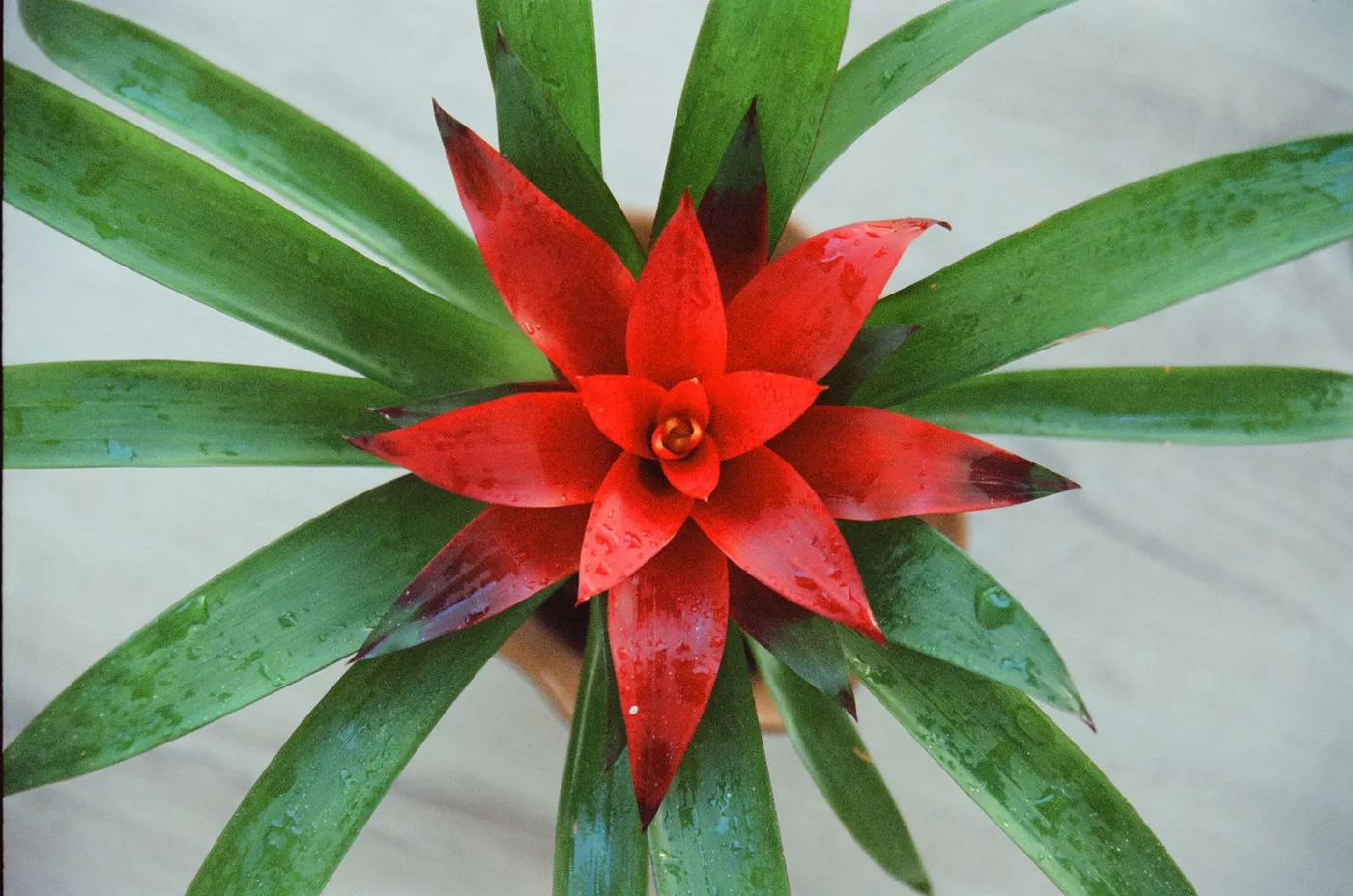 Bromelia Guzmania vista desde arriba, con roseta central de brácteas rojas intensas y hojas verdes largas cubiertas de gotas de agua