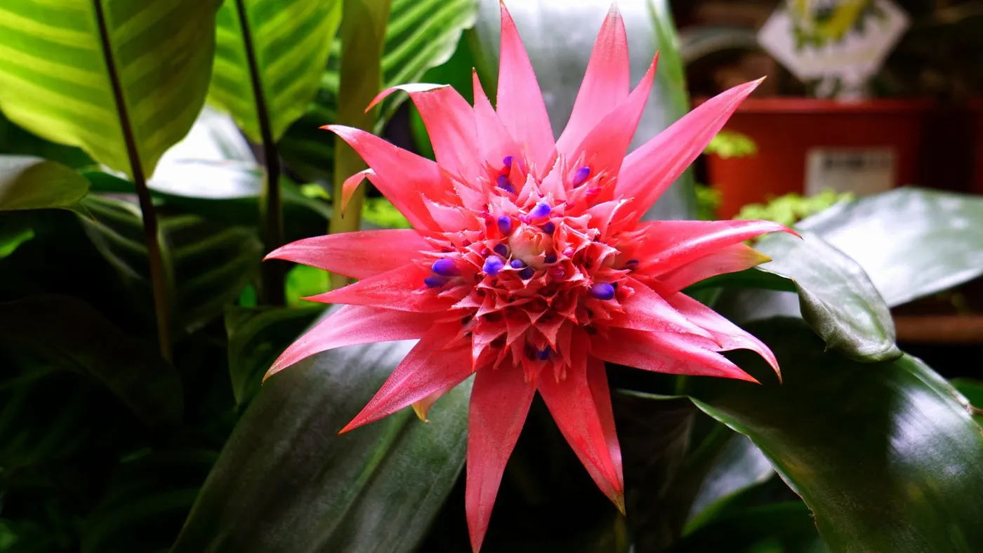 Bromelia Aechmea fasciata en flor, con inflorescencia rosa en forma de estrella y pequeños botones morados, rodeada de follaje tropical