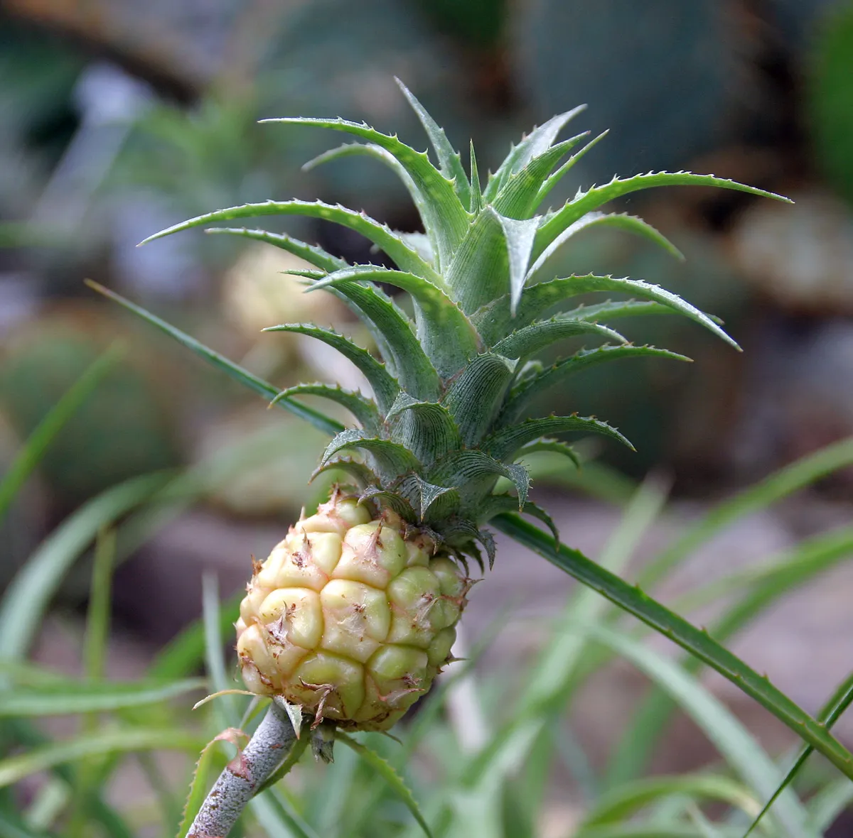 Primer plano de la piña enana: fruto miniatura rosado con flores violeta y blanco y un penacho verde proporcionalmente grande, sobre tallo delgado.