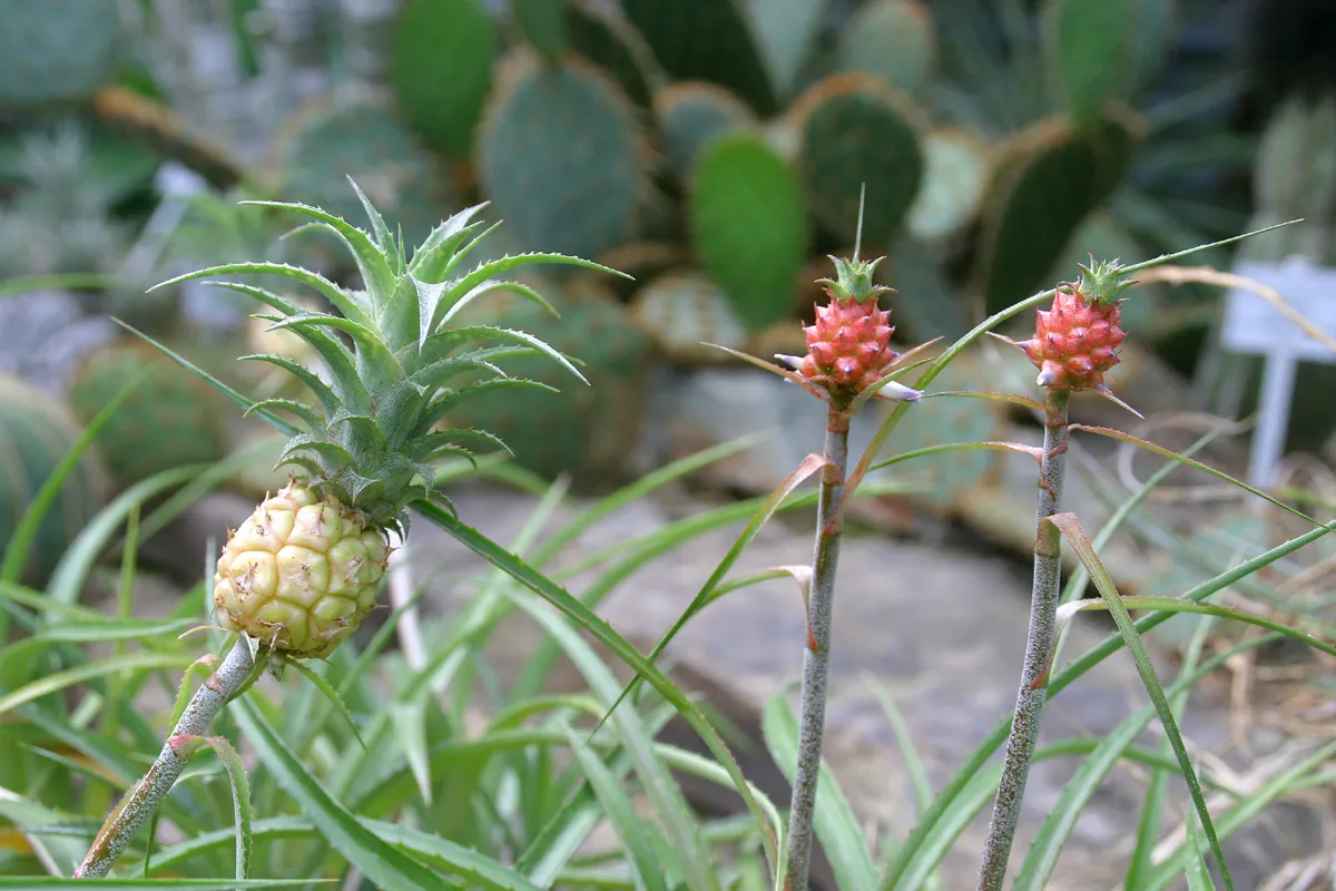 Tres piñas enanas sobre tallos finos en el Jardín Botánico de Bonn: una madura color crema y dos jóvenes rosadas, que muestran su tamaño miniatura.