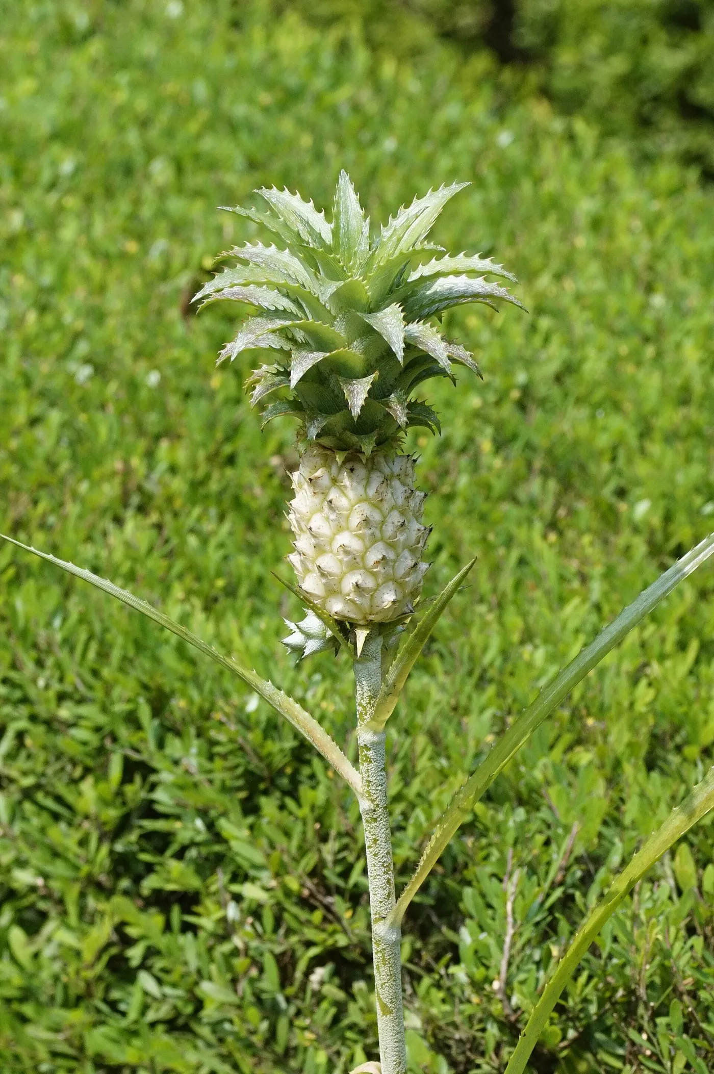 Piña enana de fruto color crema coronada por un penacho verde de hojas dentadas, sobre tallo erguido y fondo de vegetación.