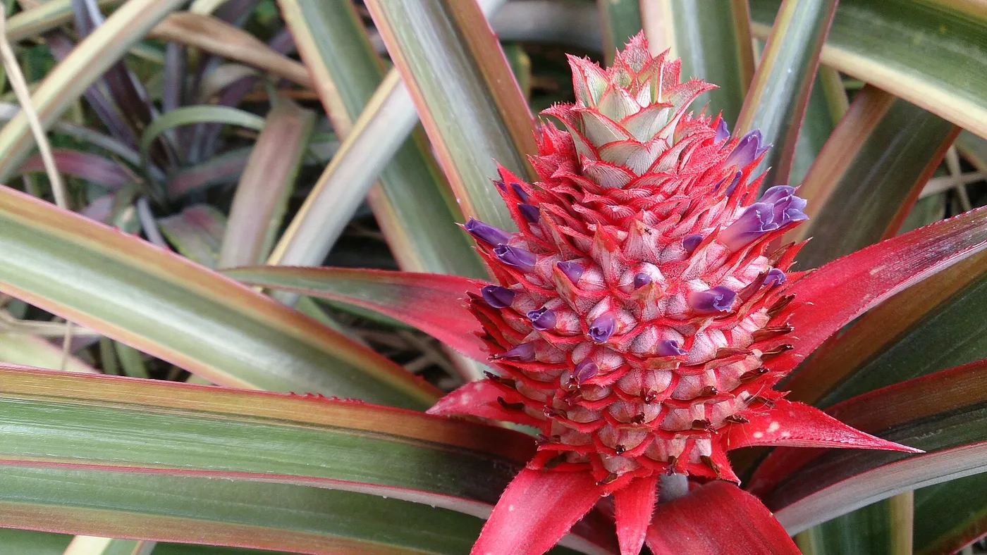 Piña ornamental roja en plena floración: fruto rojo intenso con flores violetas asomando entre las brácteas, sobre follaje variegado.