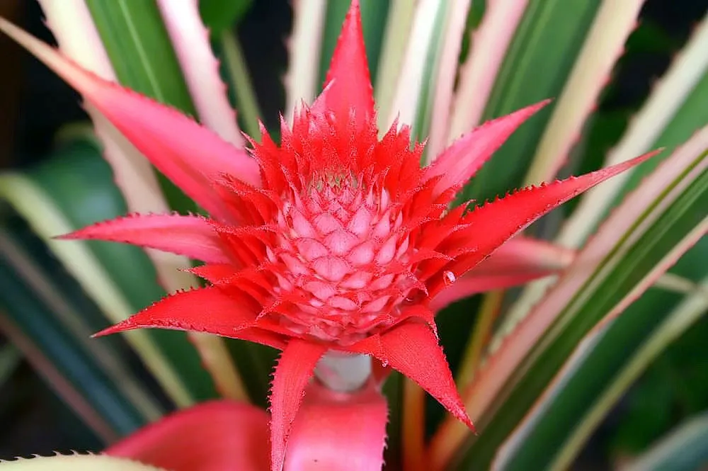 Primer plano de la inflorescencia rojo brillante en forma de estrella, con hojas variegadas desenfocadas al fondo. New York Botanical Garden.