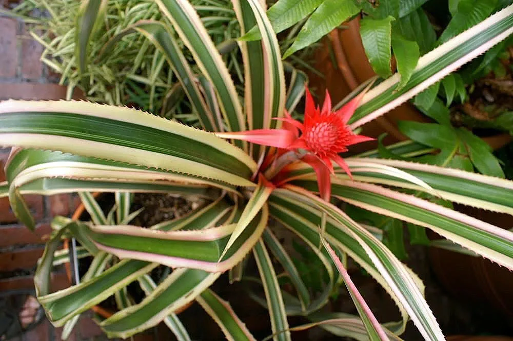 Planta ornamental en maceta vista desde arriba: hojas arqueadas con franjas crema y verde y pequeño fruto rojo en el centro de la roseta.