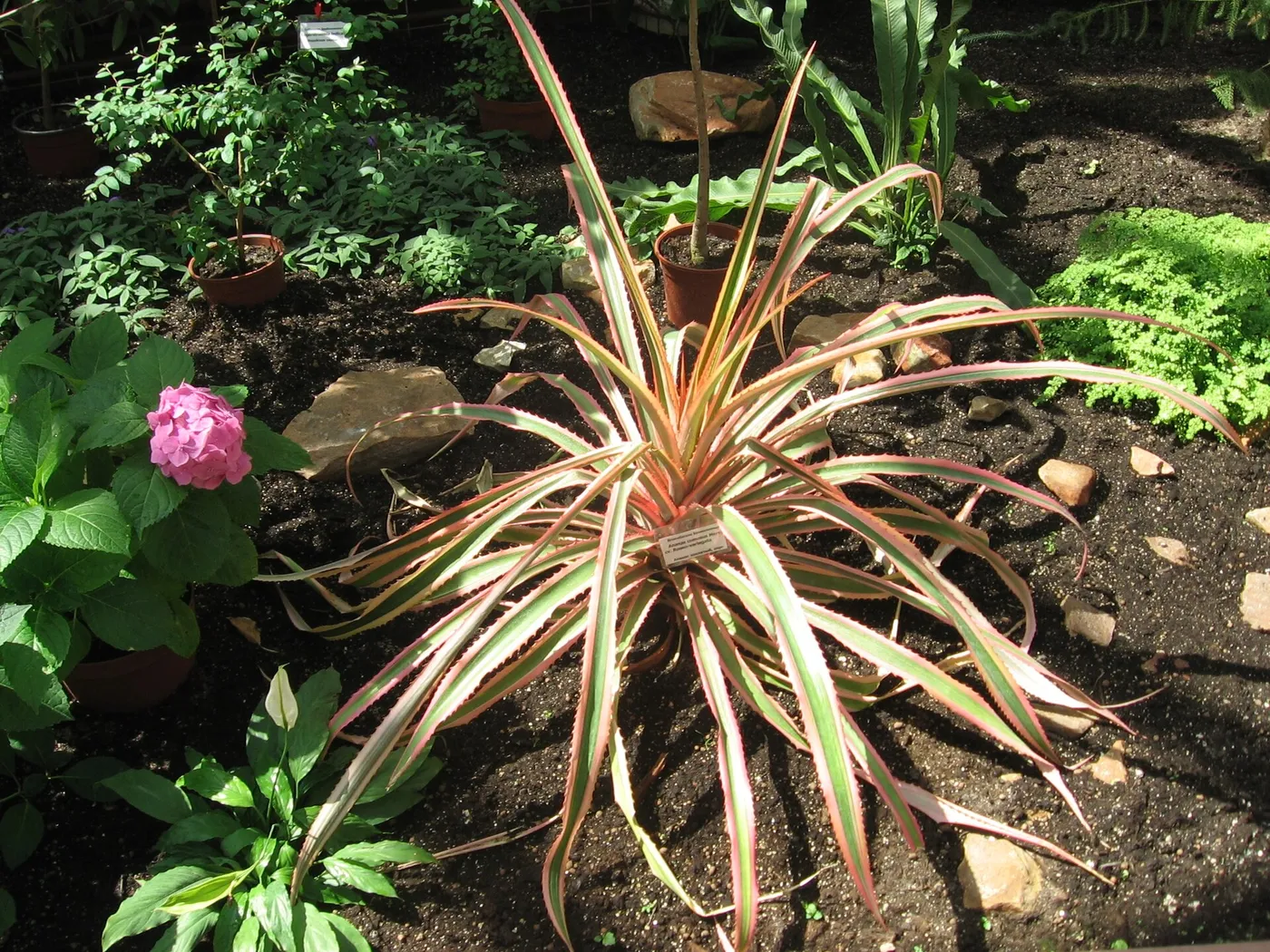 Roseta completa de la piña ornamental variegada, con hojas largas en franjas rosa, crema y verde, plantada en el jardín botánico de Minsk.