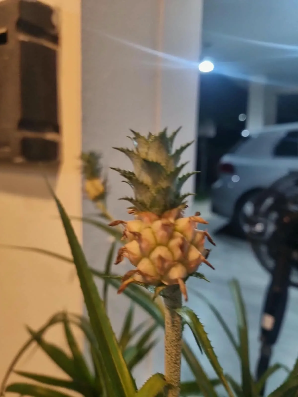 Piña de ornato con su fruto miniatura ya formado, color crema, coronado por el penacho verde.