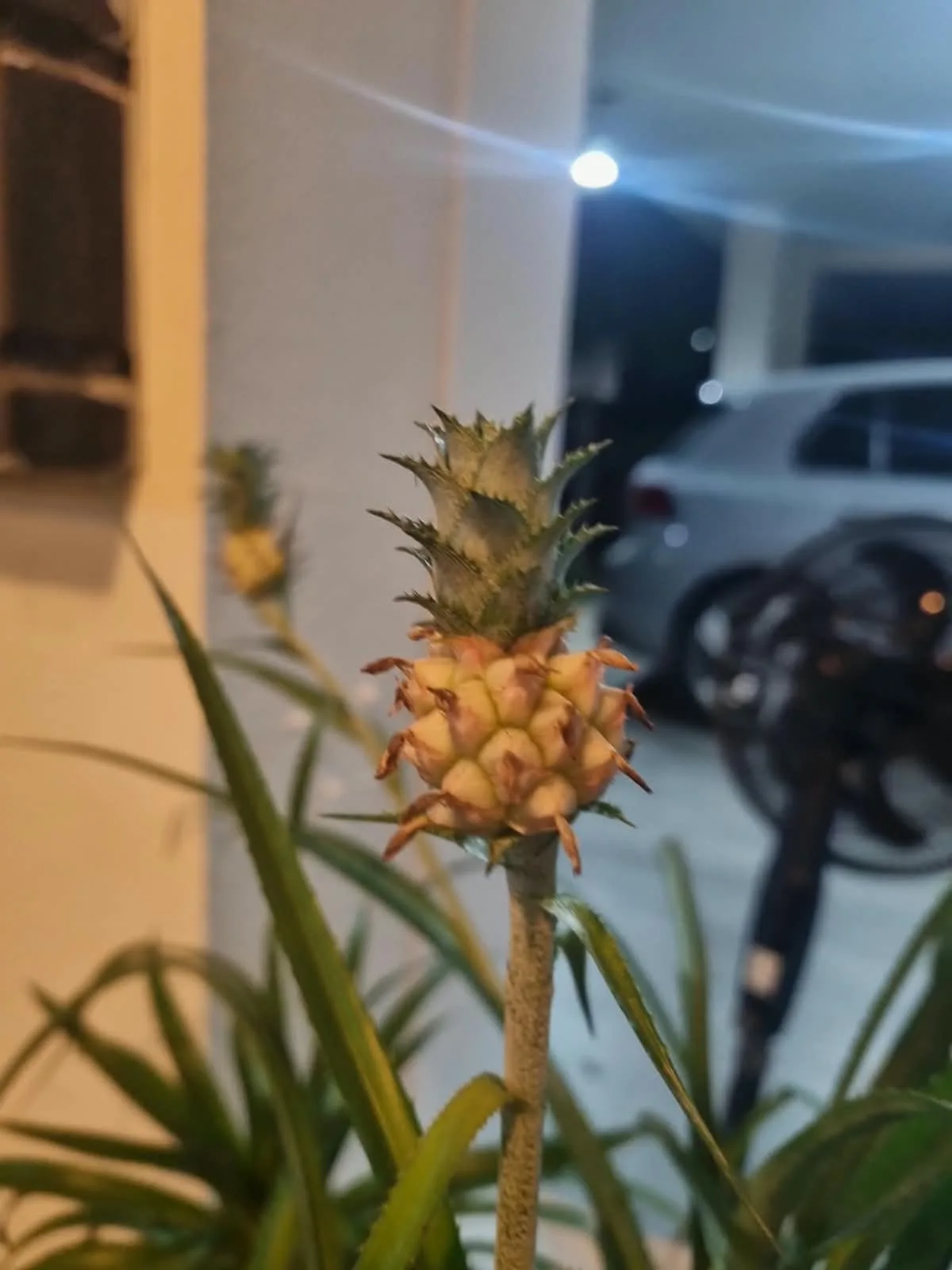 Las dos piñas con fruto del vivero, sobre sus tallos largos, en la mesa de la tiendita.
