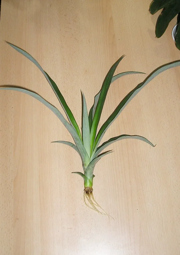 La planta madre echa retoños en su base y, al separarlos con cuidado, cada uno se vuelve una piña nueva con su propia raicita. Un hijuelo bien formado llega a dar fruto en unos 14 a 16 meses, el camino más rápido de todos.