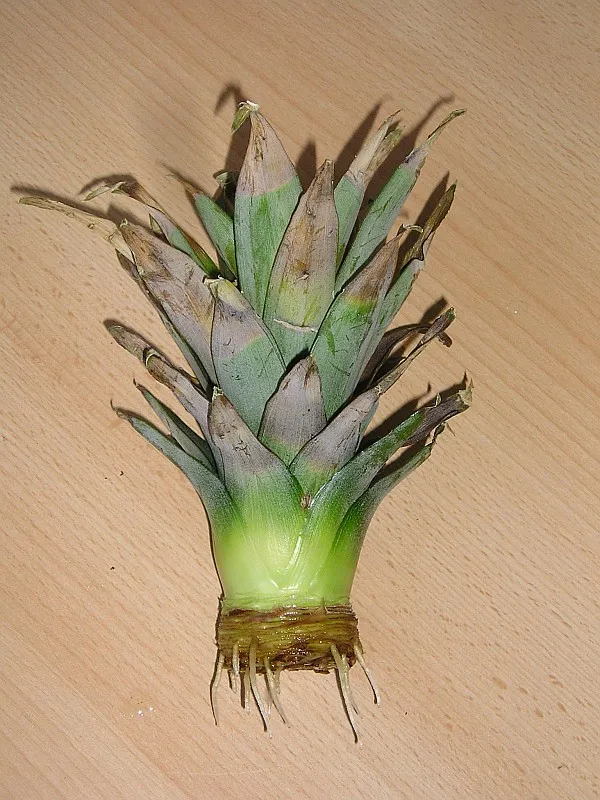 El penacho que le cortas a una piña también sirve de semilla: se le quitan las hojitas de abajo y se deja orear dos o tres días para que cicatrice la base. Por este camino el fruto tarda más, entre 22 y 26 meses, pero sale de una piña que ya te comiste.