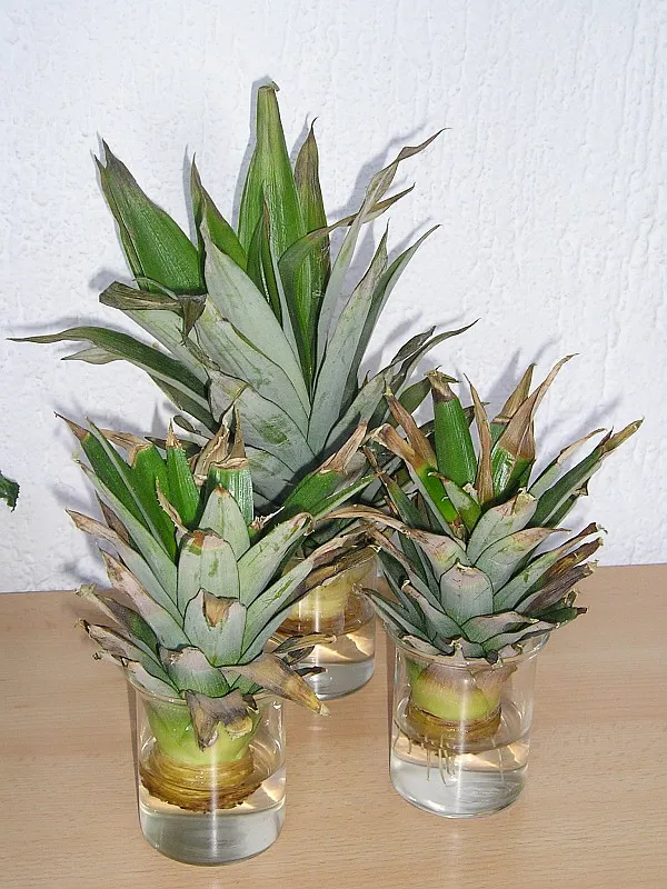 En un vaso con agua o en tierra ligera, la base empieza a soltar raíces blancas a las dos o cuatro semanas. Hacia la sexta u octava semana ya está bien enraizada y pide su maceta con tierra.