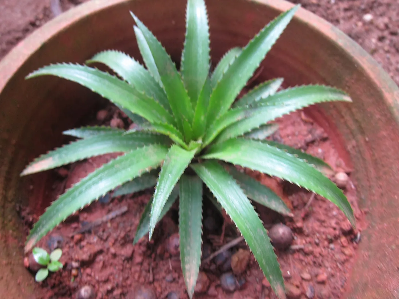 Recién sembrada en su maceta, la plantita estrena hojas desde el centro y todavía es pequeña y delicada. Durante los primeros seis a ocho meses toda su energía se va a la raíz y al follaje, no al fruto.
