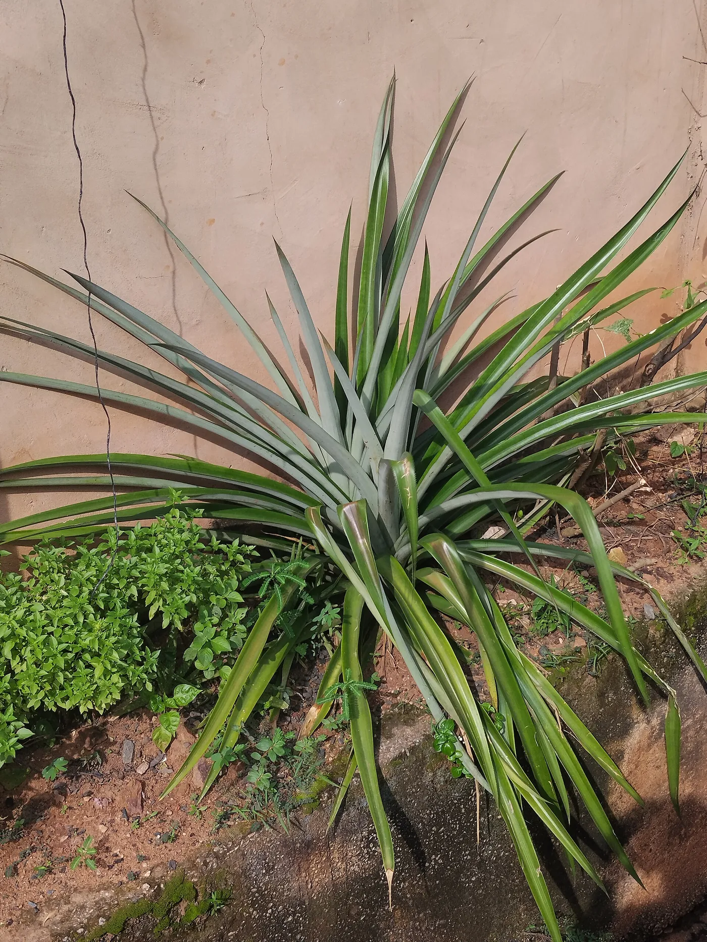 La roseta se abre amplia y firme, con hojas largas en forma de espada: la planta está juntando fuerzas y todavía no hay fruto a la vista. Necesita unas 30 a 40 hojas maduras, cosa de 12 a 18 meses, antes de animarse a florear.