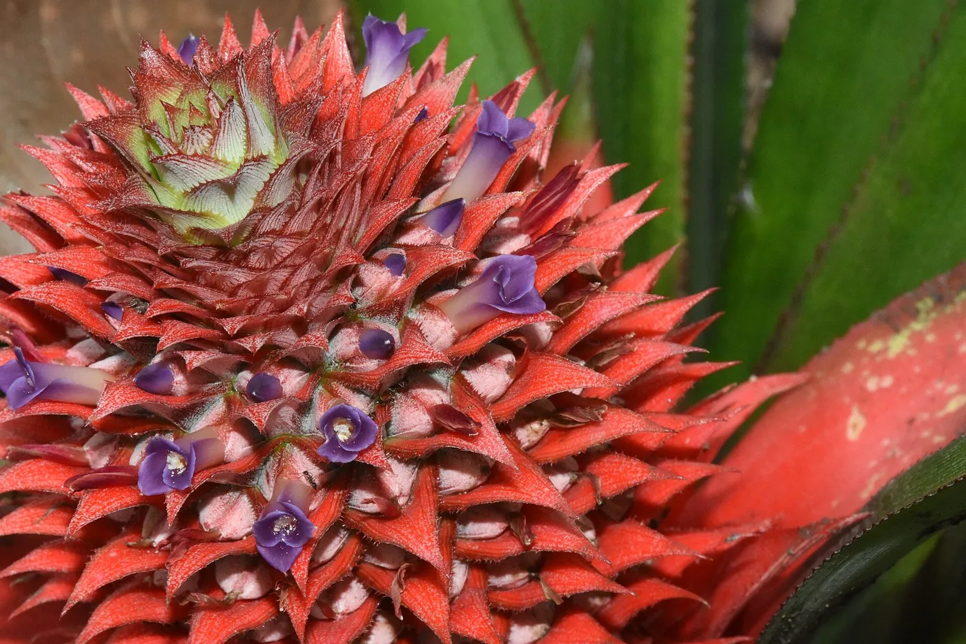 Del centro de la roseta brota un cono rojo del que asoman decenas de flores moradas-azules, y cada una abre un solo día. Todo el espectáculo dura apenas dos o tres semanas y es el aviso de que el fruto ya viene en camino.