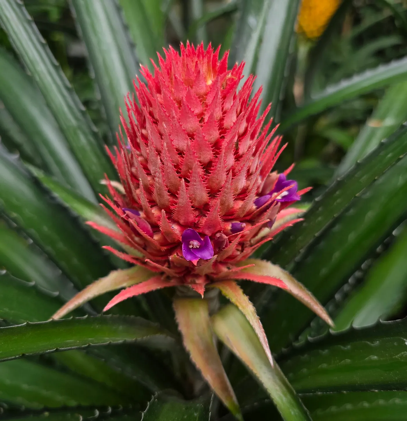 Cada florecita morada se convertirá después en uno de los ojos de la piña: el fruto entero es la suma de todas ellas fundidas en una sola pieza. Este ejemplar ornamental de invernadero deja ver el detalle que rara vez se aprecia en el campo.