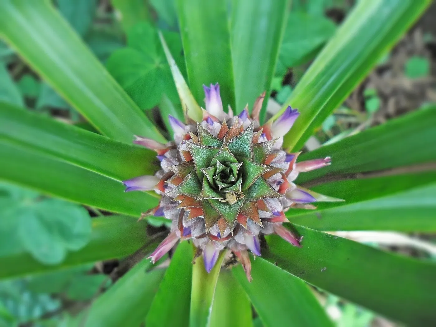 Cuando las flores se marchitan, el cono empieza a engordar y se vuelve una piñita verde justo en el corazón de la planta. Le faltan todavía unos cinco o seis meses de sol y agua para terminar de formarse.