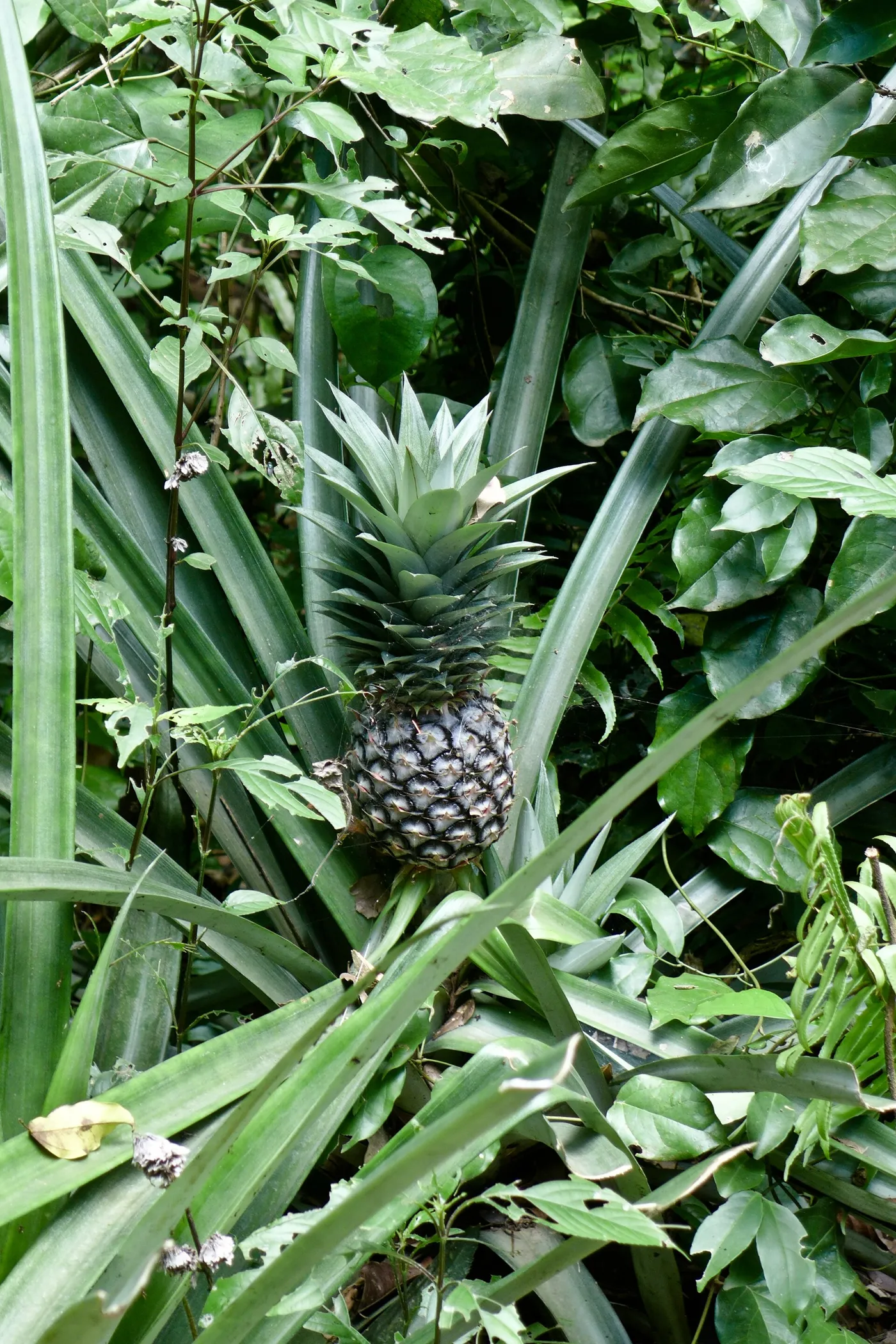 La cáscara pasa de verde a dorada, el aroma se siente de lejos y la piña queda lista para cortarse con todo y penacho. Desde aquel primer hijuelo hasta este momento pasaron entre 18 y 24 meses de paciencia.
