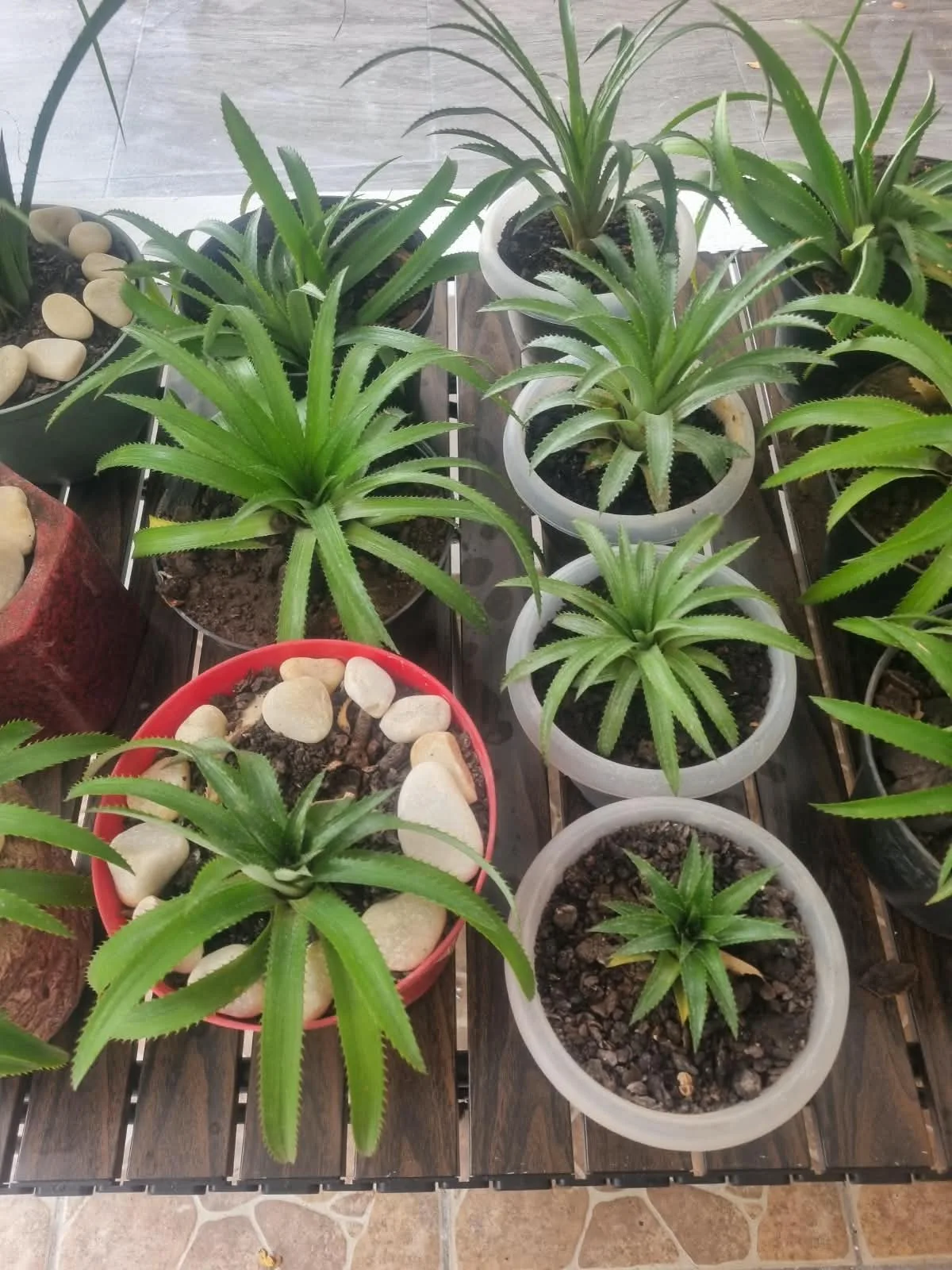 Piñas de ornato en macetas decoradas con piedra de río blanca: una roja, varias claras.