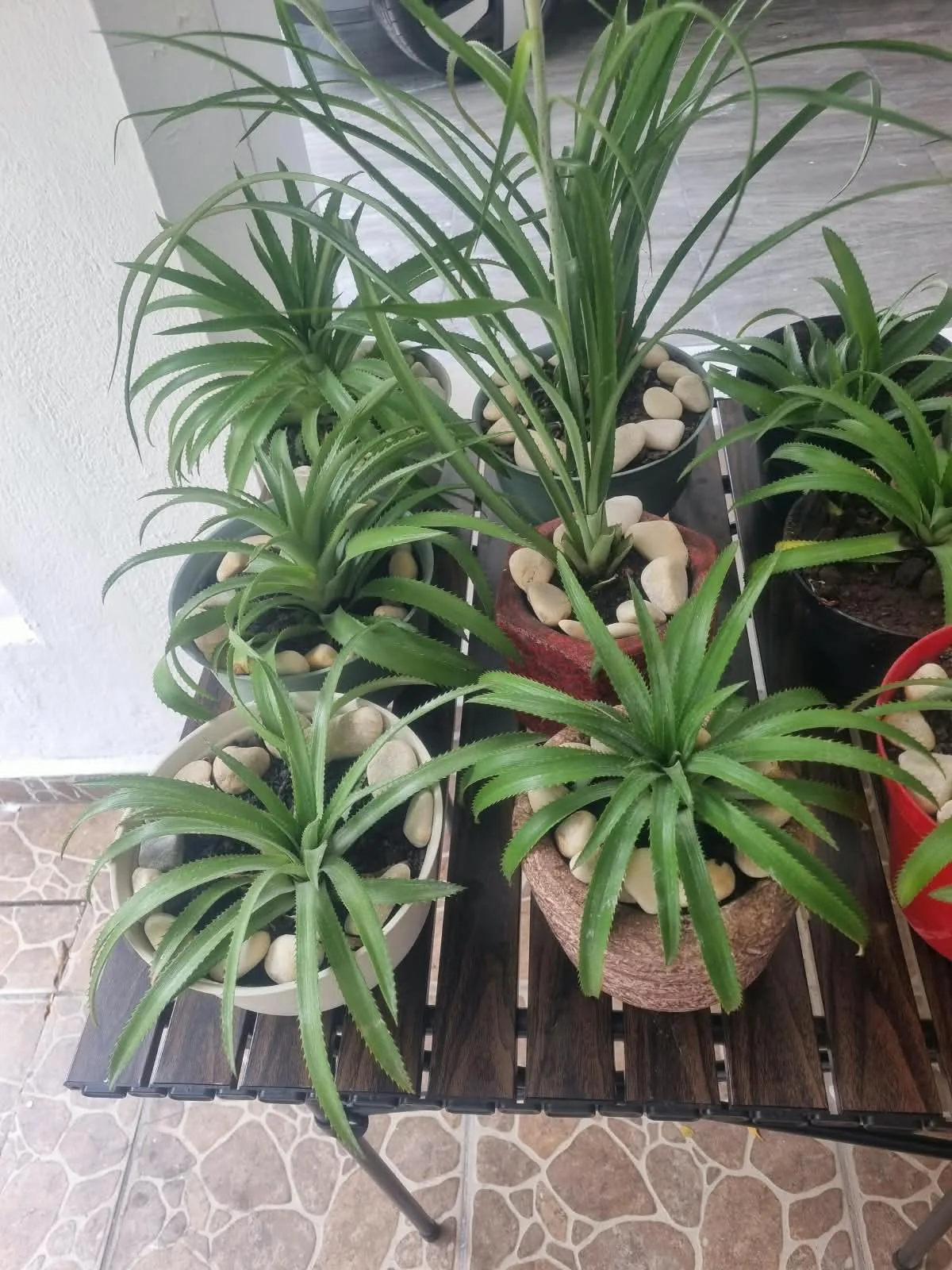 Macetas decorativas con piedra blanca: barro rojo, tejida color coco y cerámica clara.
