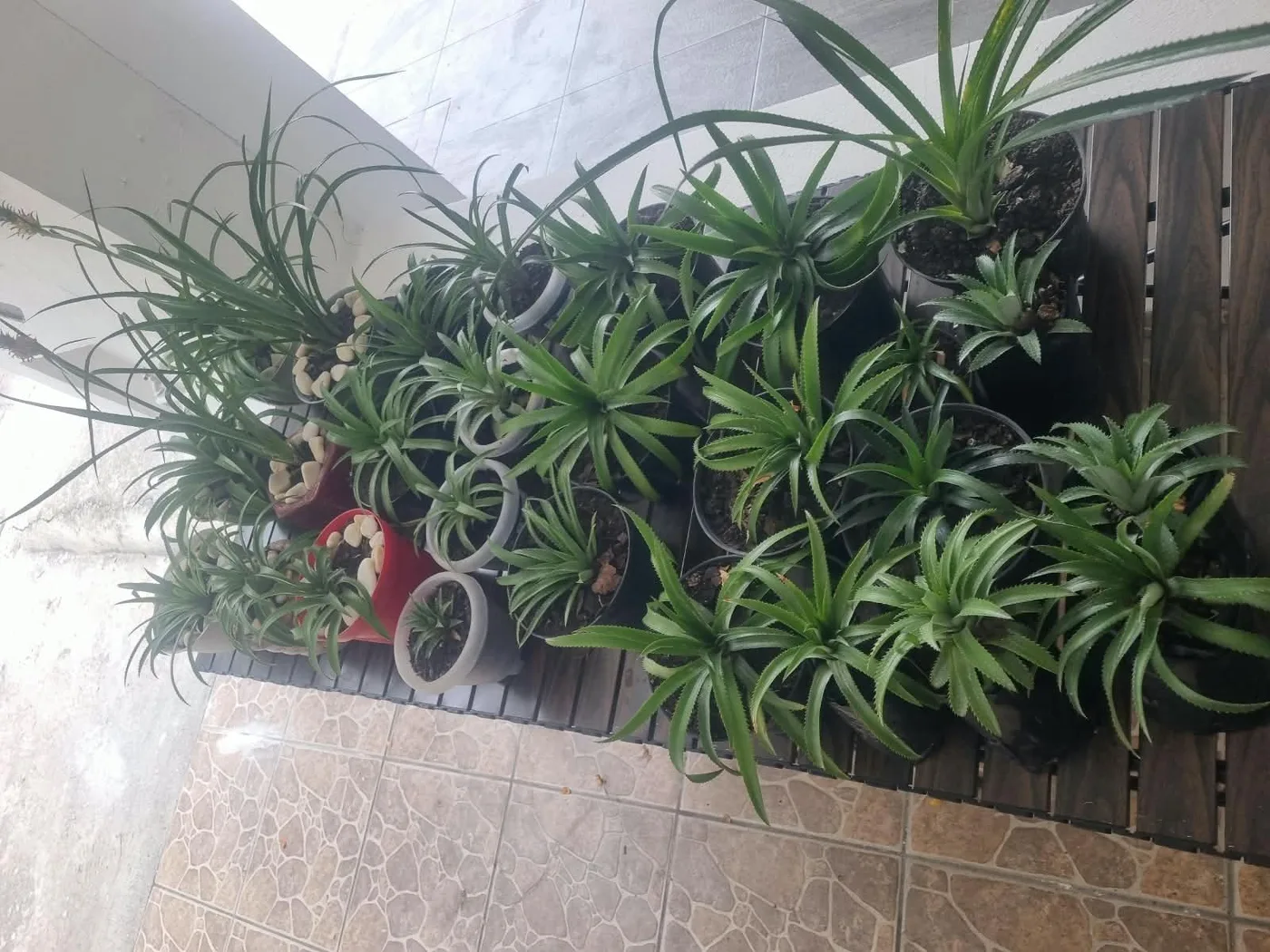 Piñas de ornato ya formadas en macetas lisas, listas para poner en casa.