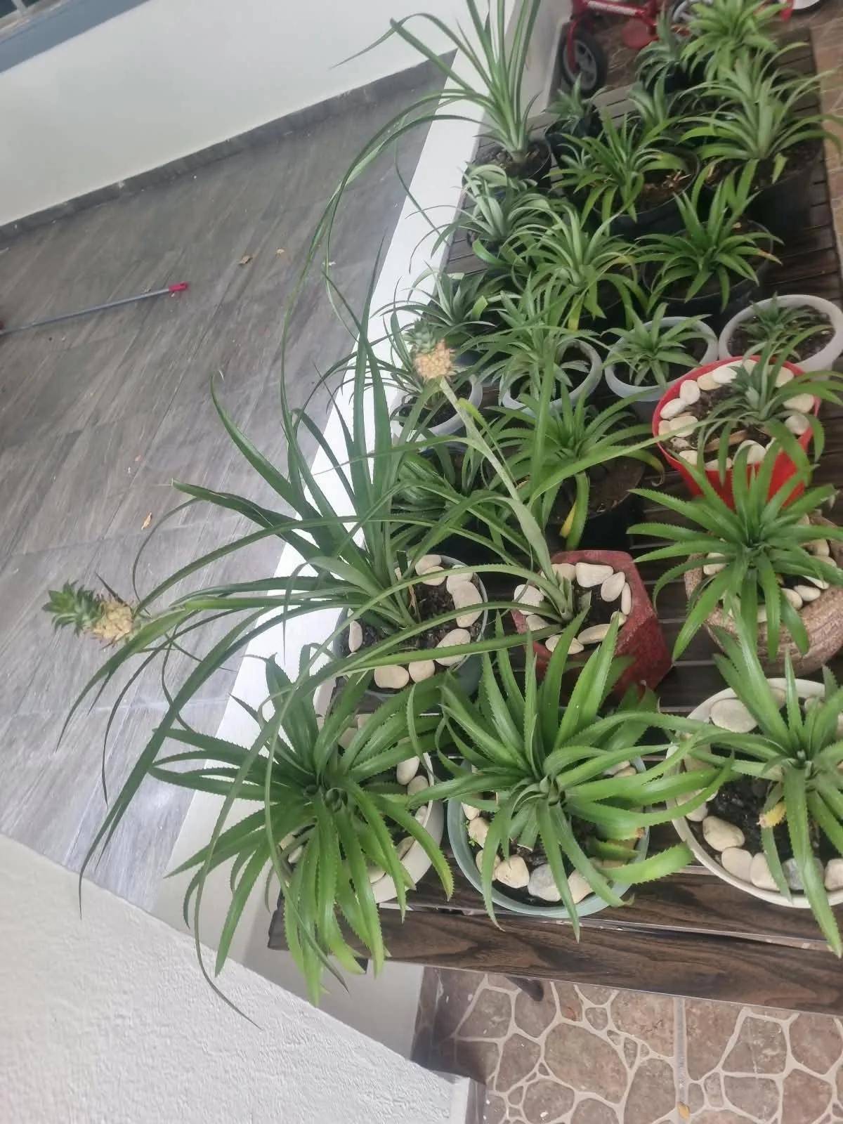 La mesa vista desde arriba, con las dos plantas con fruto asomando entre las demás.