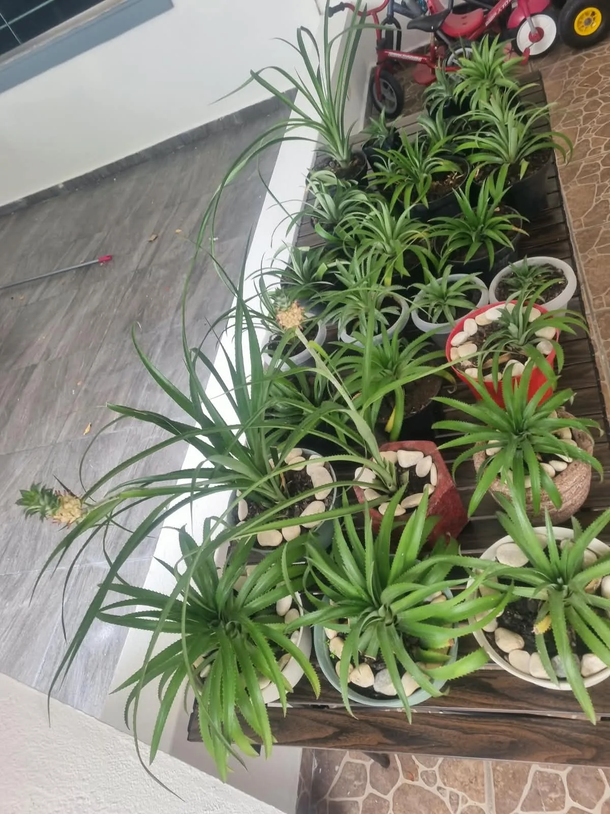 Detalle de la mesa: macetas decoradas al frente y plantas en bolsa al fondo.