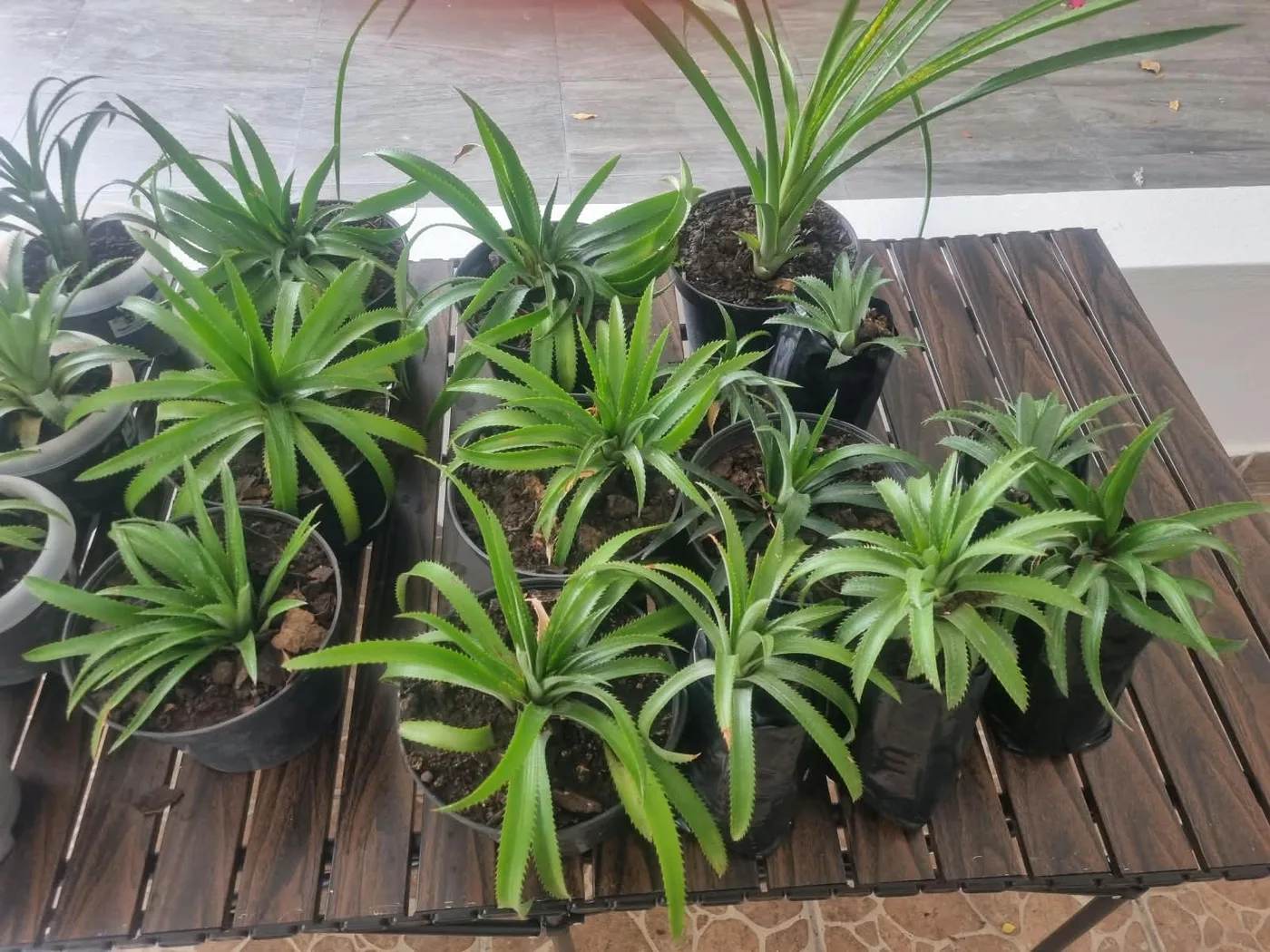 Piñas de ornato jóvenes en bolsa de vivero, agrupadas sobre la mesa.