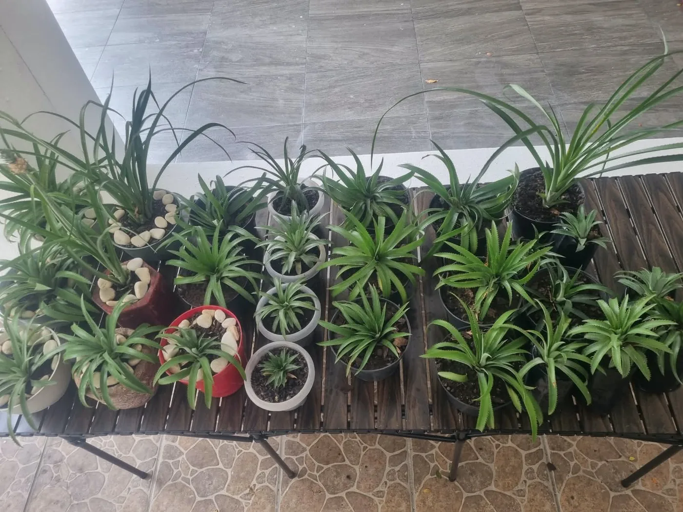 Vista completa de la mesa: casi treinta piñas de ornato en macetas de distintos tipos.